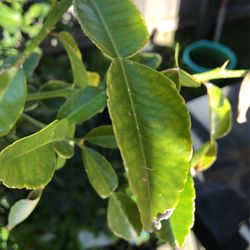 Lime Kafeer 🍃 Leaf. $75 Pound