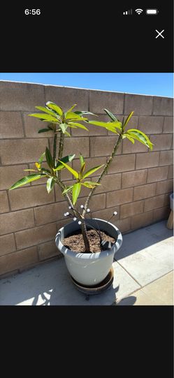 Plumeria Plant