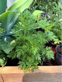 🌿 中国艾草苗Aromatic Mugwort  Plants – Hardy, Easy to Grow, 1 & 2 Gallon Available! 🌿
