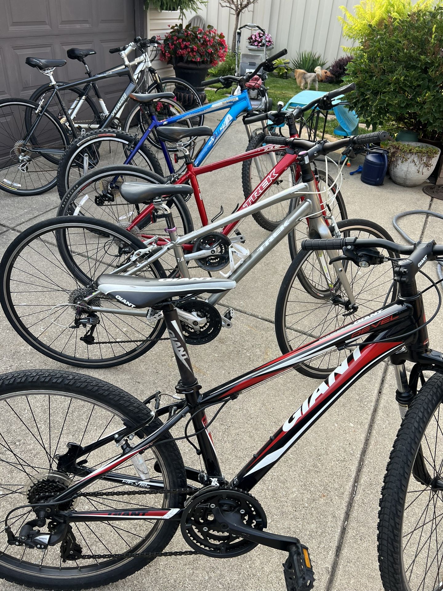 Trek Giant Specialized