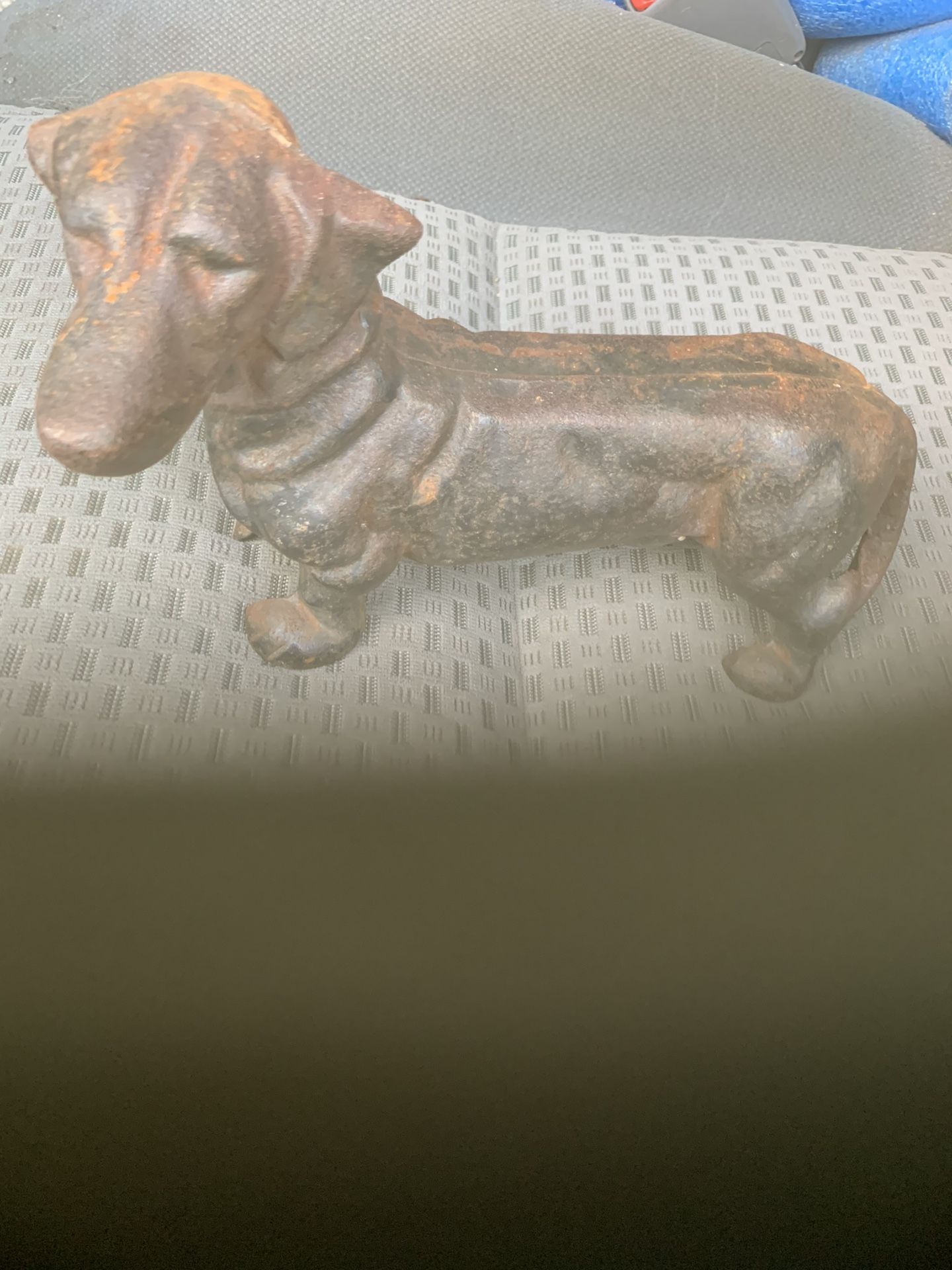 Dachshund