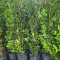 Beautiful Podocarpus Plants For Inmediate Privacy!!! 6 Feet Tall!! Fertilized 