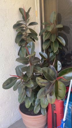 Plants
