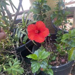 Bush Hibiscus $16 Each