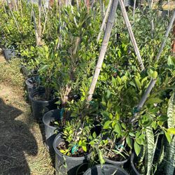 Ficus Plants