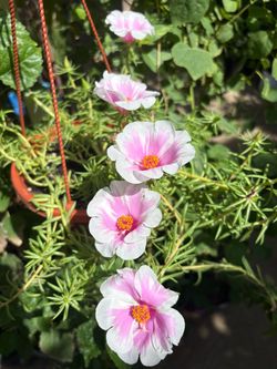 Samba pepermint portulaca