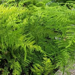 Asparagus fern