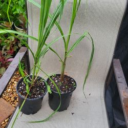 purple thai sugarcane