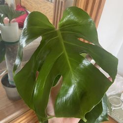 Monstera Deliciosa Plant