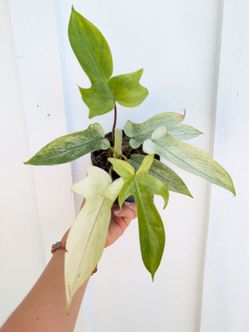 Philodendron Florida Ghost Plant 4" Pot - Indoor House Plants