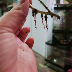 *RARE* Shangri-la Pothos Plant #2