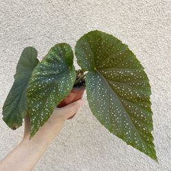 Begonia Lercerna Plant 