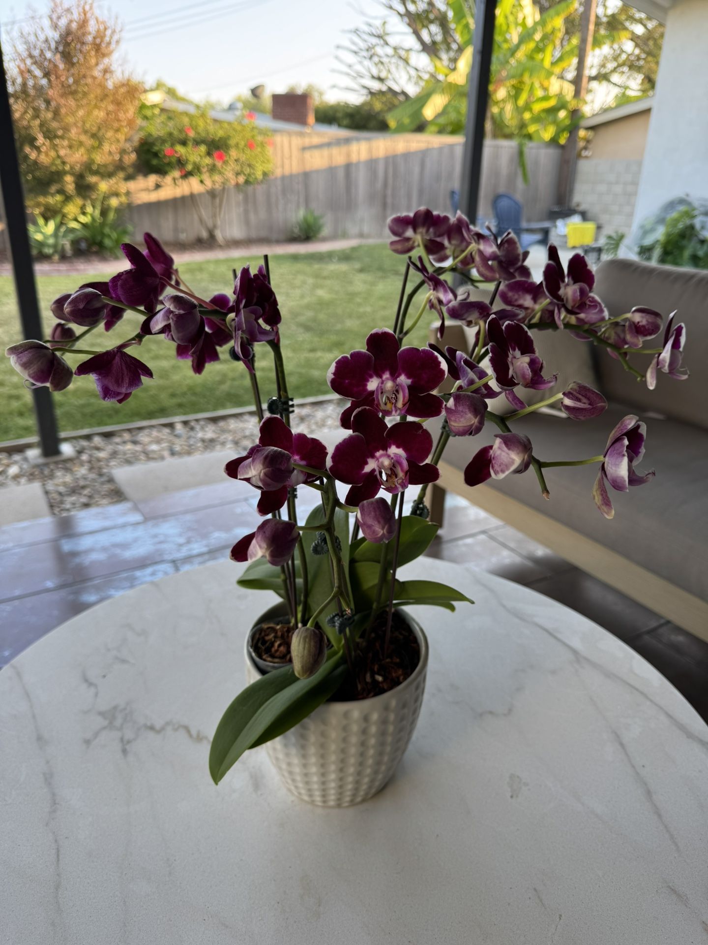 Orchid Flowers