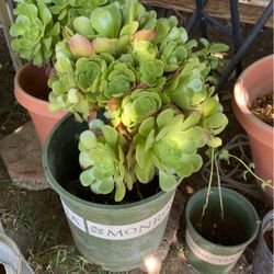 Theee Big Succulents 