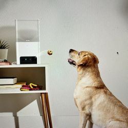 Petcube Bites 2 Lite