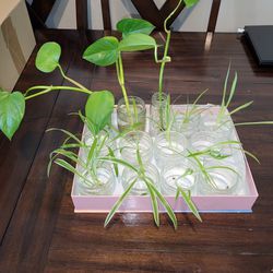 Pothos & Spider Plant Propagations 