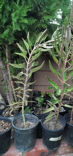 Planta MALAMADRE