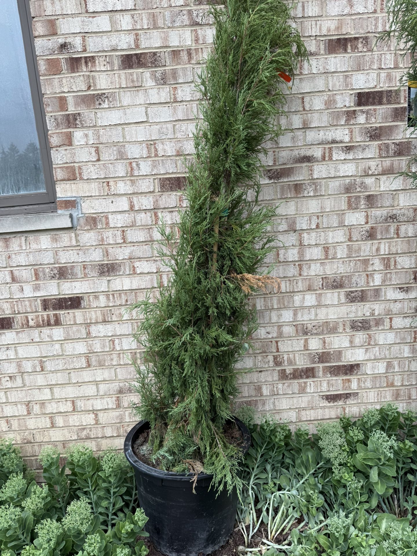 Trees for sale have five of them