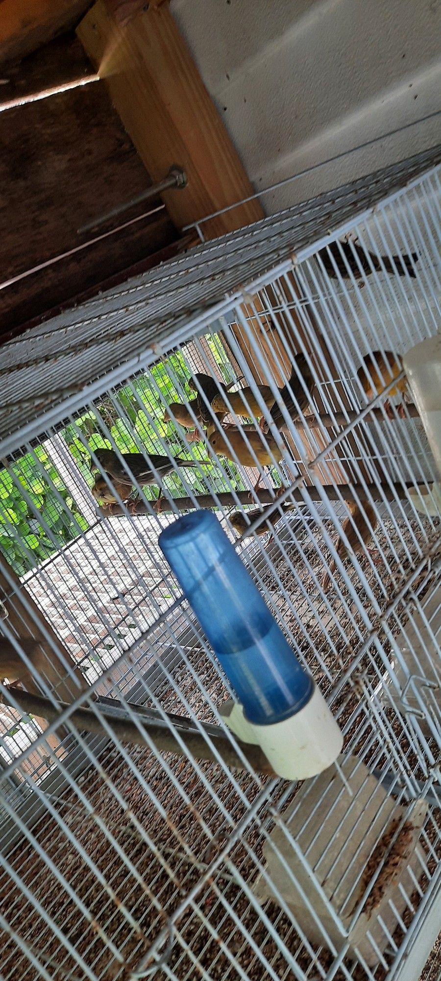 Canarios