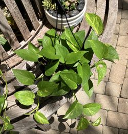 Hanging Pothos