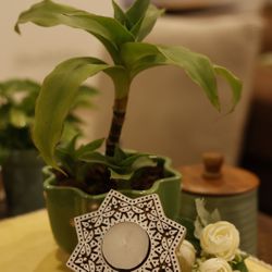 Wooden Tea Light Holders 