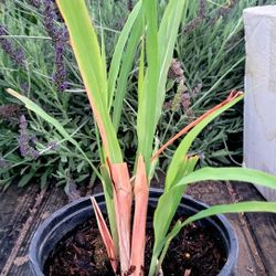  Lemon Grass Tea Plant