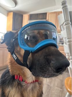 Rex specs