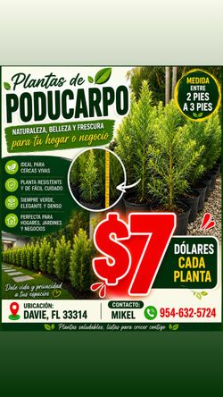 Poducarpus plants Davie 3 gal 3feet