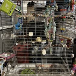 Bird Cage