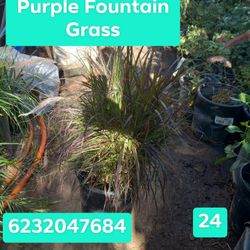 Purple Fountain Grass 