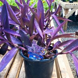 Beautiful Purple Heart Succulent Plants - Tradescantia Pallida 💜🌿