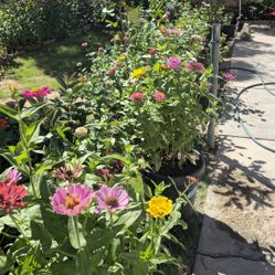 Herbs/Veggies/Flowers READ DESCRIPTION