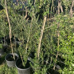 Olive trees over 3 foot tall $35 each