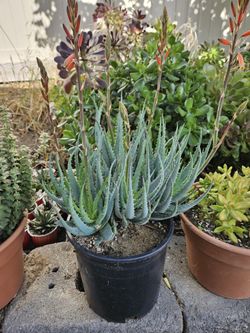 Succulent- 2 Gallon Aloe "Blue Elf" -$10
