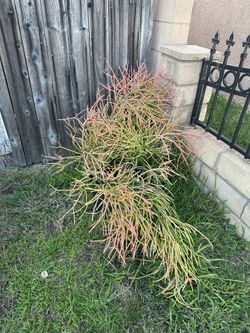 Fire Sticks