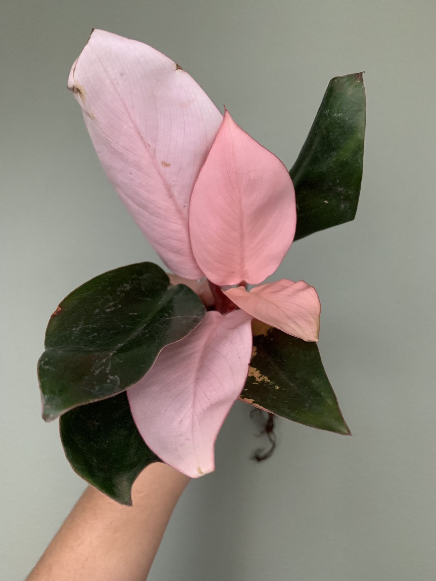 Philodendron Pink Congo