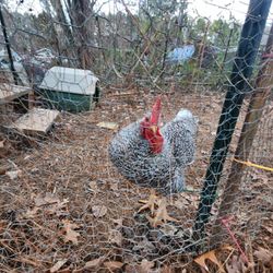 One Year Old Rooster 