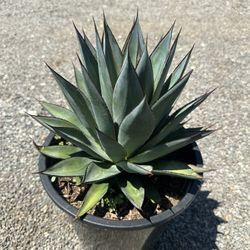 Agave Blue Glow