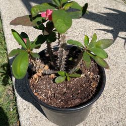 Corona De Cristo 