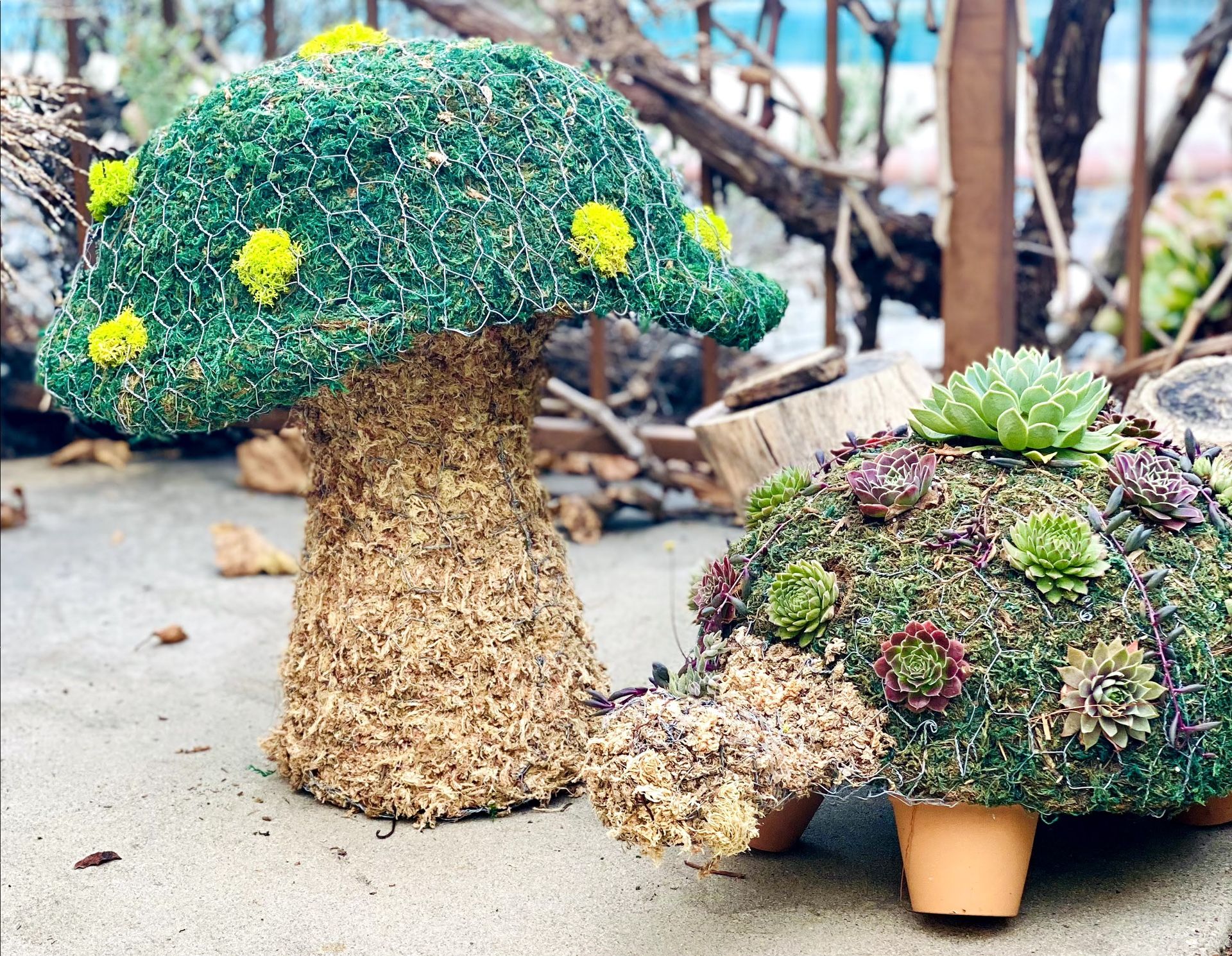Topiary-Hand crafted Succulent Turtles And Moss Mushrooms
