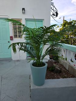 Planta decorativa decorative plant