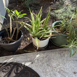 Plants 🪴 And Pots 