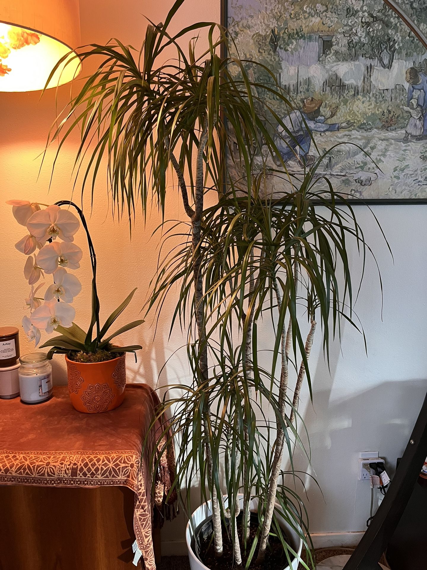 Dracaena Marginata 5ft/12” Pot