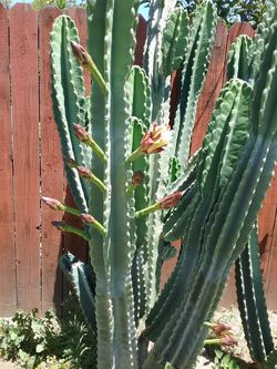 Pitaya