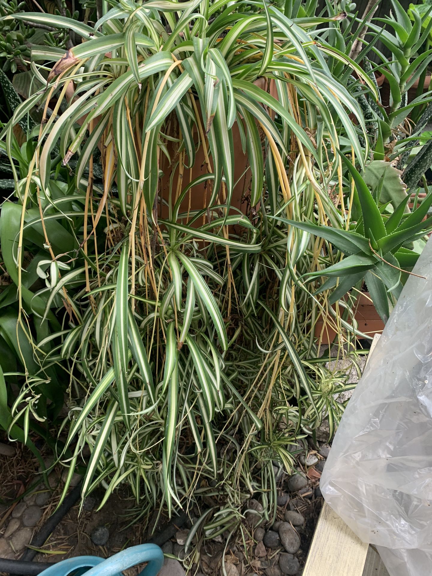 cute plant pots feeling cute might die later' Pun Pot – Mad Plant Ladies main image 0