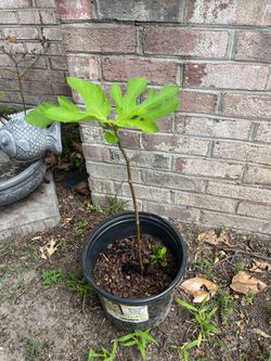 Dwarf Fig Tree - Little Miss Figgy