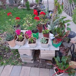 Mejorana, Yerba Buena ,Flowers, Succulents Acelgas ,Epasote,Etc