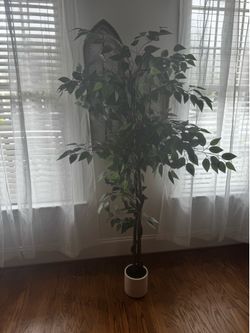 Realistic looking 6 ft ficus plant
