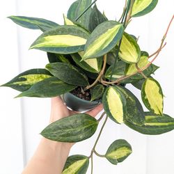 Hoya Macrophylla Inner Variegated Pot of Gold Plant 6" Pot - Indoor House Plants