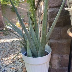 Alovera Plant 